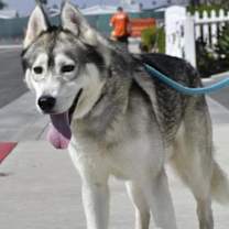 Thumbnail photo of DAKOTA #1