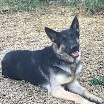 Thumbnail photo of Milo #1