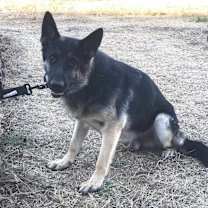 Thumbnail photo of Milo #2