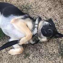 Thumbnail photo of Milo #4