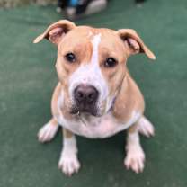 Thumbnail photo of Hazel #2