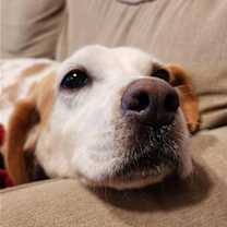 Thumbnail photo of Amelia #1