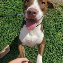 Thumbnail photo of Molly #1