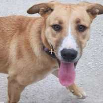 Thumbnail photo of Sandy #1