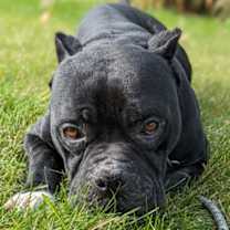 Thumbnail photo of King #2