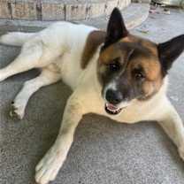 Thumbnail photo of **Kuma** #1