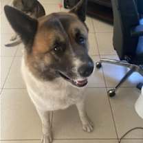 Thumbnail photo of **Kuma** #3