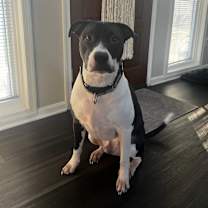 Thumbnail photo of Romeo #3