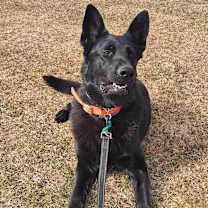 Thumbnail photo of Finn #1