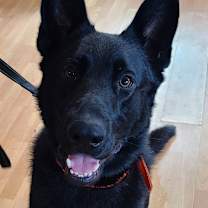 Thumbnail photo of Finn #2