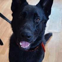 Thumbnail photo of Finn #3