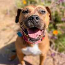 Thumbnail photo of Cheesecake #3