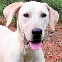 Thumbnail photo of Cora #1