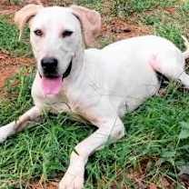 Thumbnail photo of Cora #3