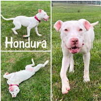 Thumbnail photo of Hondura #1