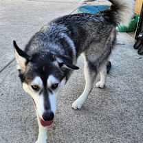 Thumbnail photo of Mumble #2