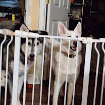 Thumbnail photo of Mumble #1