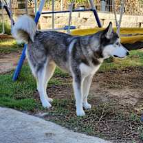 Thumbnail photo of Mumble #3