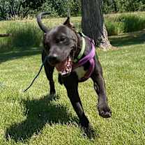 Thumbnail photo of ZORRO #1