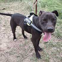 Thumbnail photo of ZORRO #3