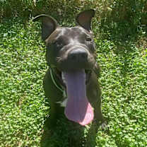 Thumbnail photo of ZORRO #4