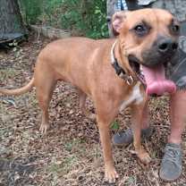 Thumbnail photo of Rocky #1