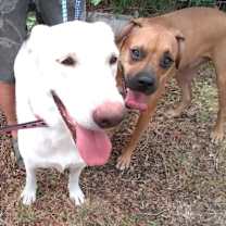 Thumbnail photo of Rocky #2