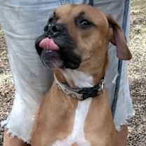 Thumbnail photo of Rocky #4