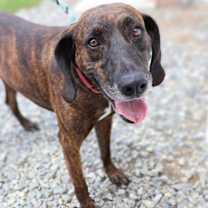 Thumbnail photo of Gentry #1