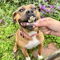 Thumbnail photo of Cheesecake #1