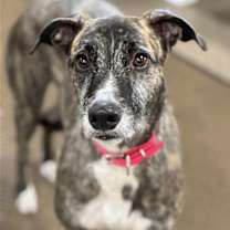 Thumbnail photo of Aspen #2