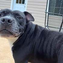 Thumbnail photo of Draco #1