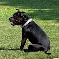 Thumbnail photo of Draco #2