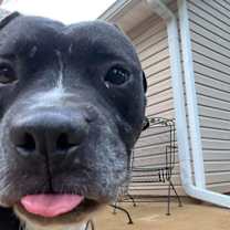 Thumbnail photo of Draco #3