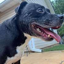 Thumbnail photo of Draco #4