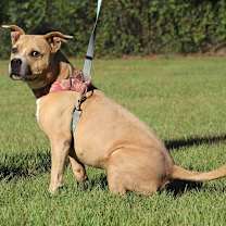 Thumbnail photo of Kota #2