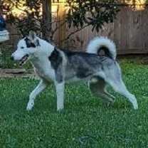 Thumbnail photo of Atlas #2