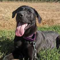 Thumbnail photo of Goose #1