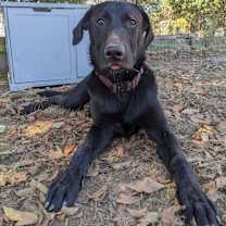 Thumbnail photo of Goose #2