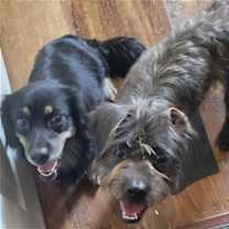 Thumbnail photo of Pansy #3