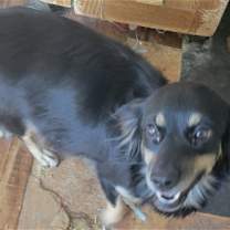 Thumbnail photo of Pansy #1