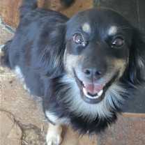 Thumbnail photo of Pansy #2