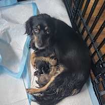 Thumbnail photo of Pansy #4