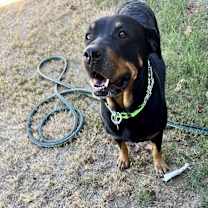 adopt-pet