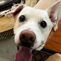 Thumbnail photo of Blu #1