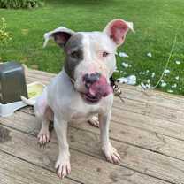 Thumbnail photo of Remi (Foster Needed) #2