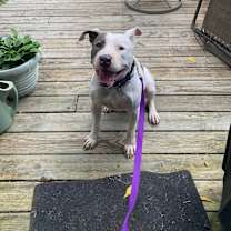 Thumbnail photo of Remi (Foster Needed) #3