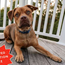 Thumbnail photo of Caillou #4