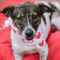 Thumbnail photo of Libra #3