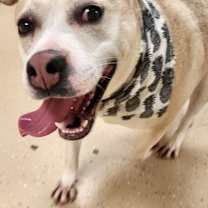 Thumbnail photo of Coconut #2